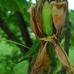 Liriodendron tulipifera Frucht