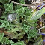 Gentiana sedifolia Hoja