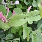 Lonicera caprifolium পাতা