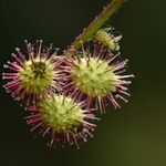 Acaena elongata Blüte