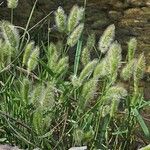 Polypogon monspeliensis Blad