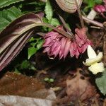 Drymonia turrialvae Λουλούδι