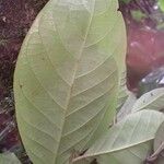 Diospyros pseudomespilus Leaf