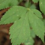 Spuriopimpinella calycina Leaf
