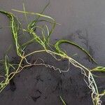 Zannichellia palustris Yaprak