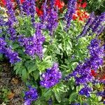 Salvia farinacea Flower