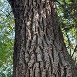 Populus deltoides Escorça