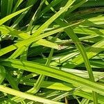 Carex pseudocyperus पत्ता