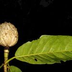 Magnolia gloriensis Plod