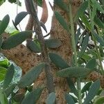 Senecio crassissimus Bark