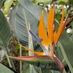 Strelitzia reginae Květ