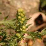 Artemisia biennis Kvet