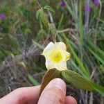 Mandevilla scabra Virág