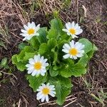 Caltha leptosepala Foglia