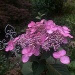 Hydrangea macrophylla花