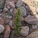 Cosentinia vellea Likasa