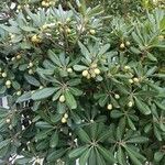 Pittosporum heterophyllum পাতা