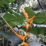 Heliconia latispatha Flor