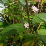 Lippia alba Foglia