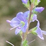 Veronica officinalis Flower