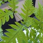 Tectaria gemmifera पत्ता