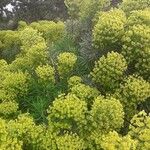 Euphorbia characias Flors