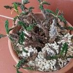 Euphorbia decaryi Blad