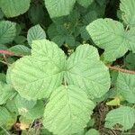 Rubus camptostachys 葉