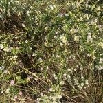 Symphyotrichum lanceolatumŽiedas