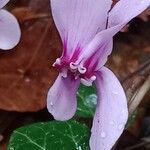 Cyclamen hederifolium Kwiat