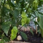 Capsicum chinense Fruto