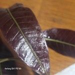 Mangifera indica 葉