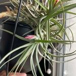 Tillandsia aeranthos 葉