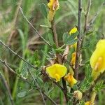 Chamaecytisus ruthenicus Flower