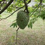 Annona montana Gyümölcs