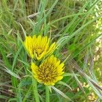 Tragopogon dubius Blüte