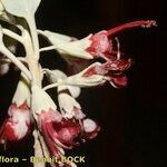 Teucrium heterophyllum Květ