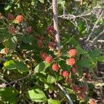 Rubus argutusFruit