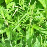 Phlomis herba-venti Leaf