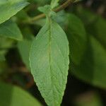 Matourea azurea Leaf