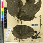 Abuta solimoesensis Лист
