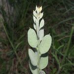 Fibigia clypeata Fruit