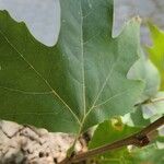 Platanus orientalis Leaf