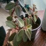 Peperomia RubicolaLeaf