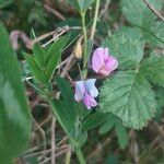 Lathyrus linifoliusFlower