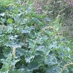 Chenopodium bonus-henricus Otro