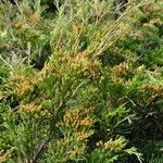 Juniperus sabina Цвят
