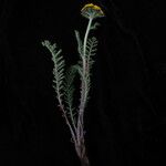Hippolytia dolichophylla Hábito