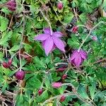 Aquilegia ecalcarata 花