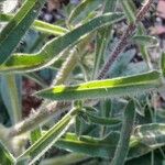 Echium asperrimum 葉